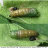 carch alceae pupa4 volg